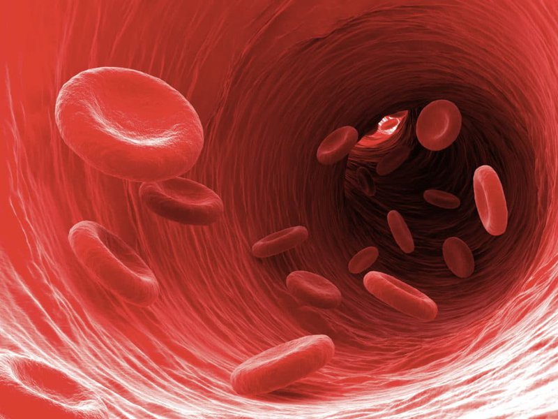 Nhiễm trùng huyết vi khuẩn đi lên não qua đường máu